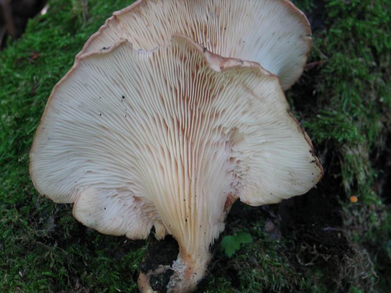 PLEUROTUS ERYNGII